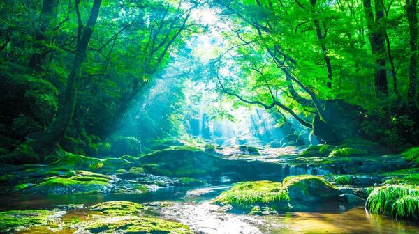 Sonnenlicht, das durch ein Blätterdach auf einen Waldbach fällt.