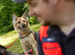 Malteser Rettungshund auf einer Wiese mit Malteser Helfern